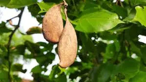 Pongamia Pinnata (Kaanuga) or Honge Leaves Powder Organic Sphere