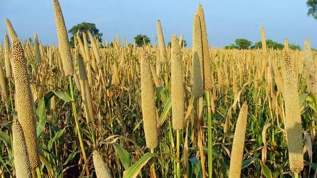 Millet Grains: Nutritional Quality, Processing, and Potential Health Benefits