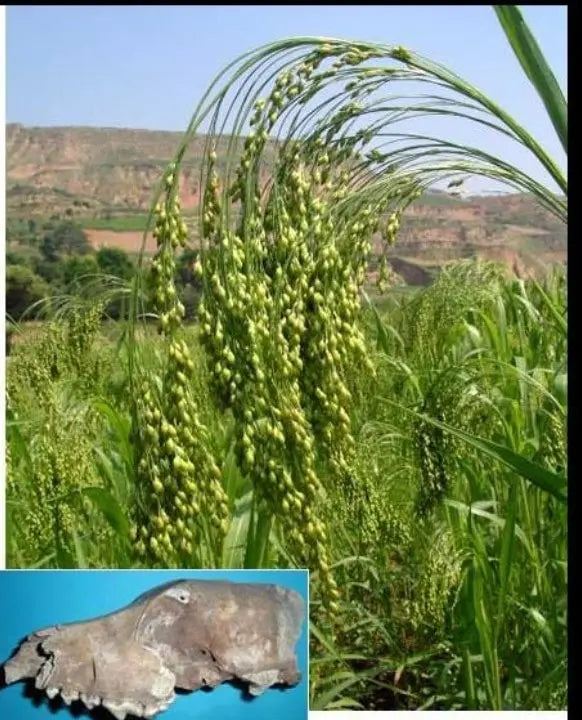 What Is Before Rice Early Chinese May Have Eaten Millet Before Rice.