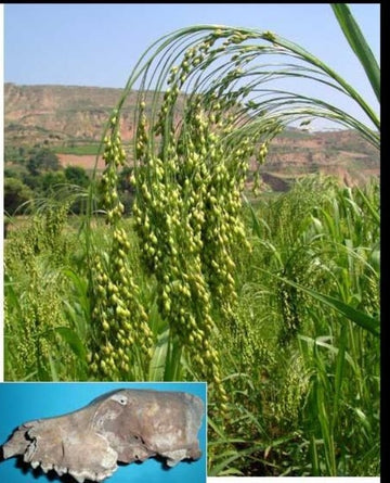 Early Chinese May Have Eaten Millet Before Rice.