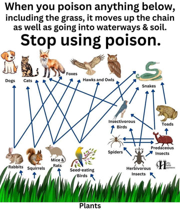 The Dangers of Poison: How Pest Control Harms Ecosystems