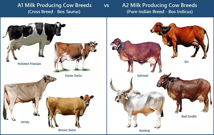 Facts on A2 Milk and Indian Cow Milk
