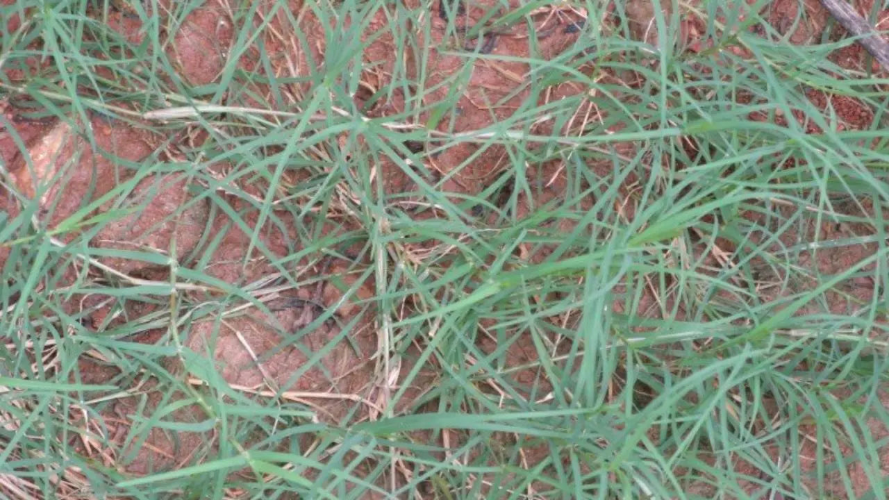 Boost Your Immunity with Dr. Khadar Vali's 7-Leaf Decoction Organic Sphere