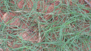 Boost Your Immunity with Dr. Khadar Vali's 7-Leaf Decoction